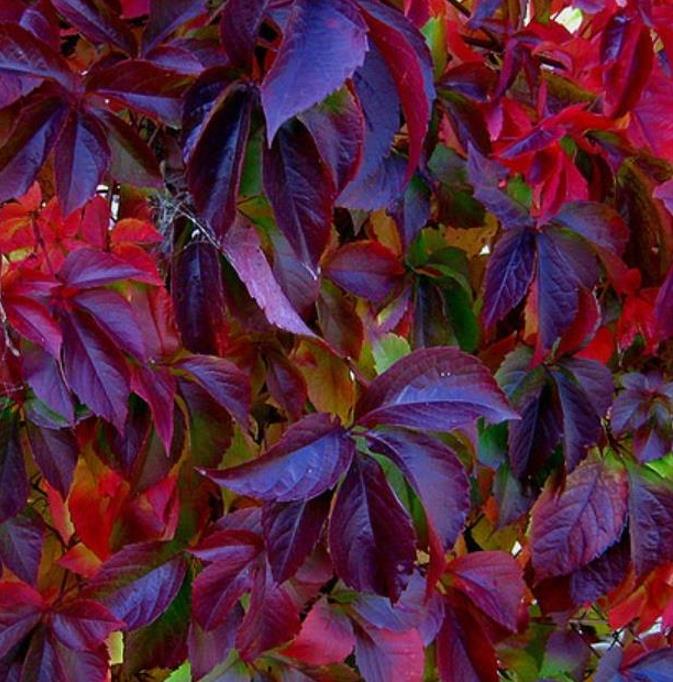 Parthenocissus quinquefolia - Trepadeira da Virginia, Hera Americana, Virginia Creeper, Videira Virgem - Imagem 3