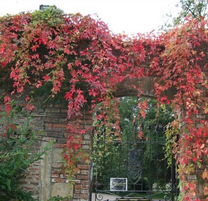 Parthenocissus quinquefolia - Trepadeira da Virginia, Hera Americana, Virginia Creeper, Videira Virgem - Imagem 4