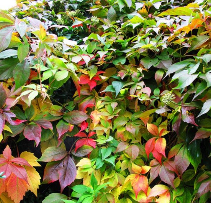 Parthenocissus quinquefolia - Trepadeira da Virginia, Hera Americana, Virginia Creeper, Videira Virgem - Imagem 8