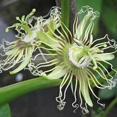 Passiflora Auriculata - Maracujá negro doce, black sweet granadilla