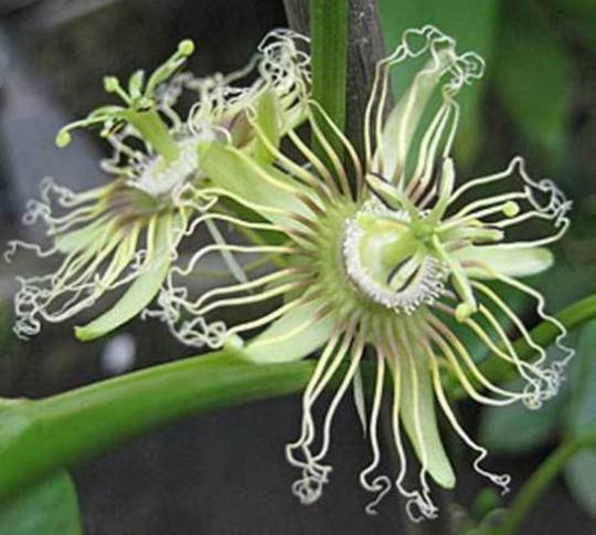 Passiflora Auriculata - Maracujá negro doce, black sweet granadilla