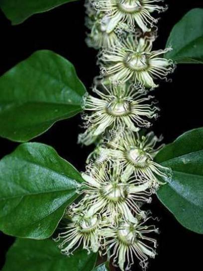Passiflora Auriculata - Maracujá negro doce, black sweet granadilla - Imagem 2