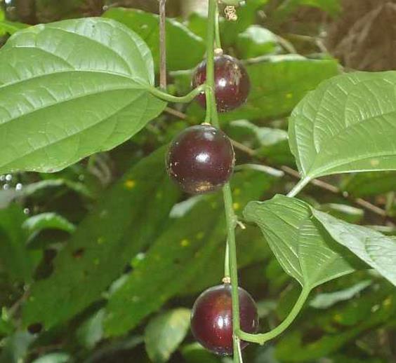 Passiflora Auriculata - Maracujá negro doce, black sweet granadilla - Imagem 3