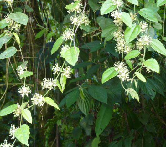 Passiflora Auriculata - Maracujá negro doce, black sweet granadilla - Imagem 4