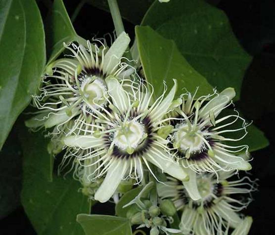 Passiflora Auriculata - Maracujá negro doce, black sweet granadilla - Imagem 5