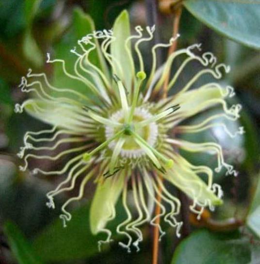 Passiflora Auriculata - Maracujá negro doce, black sweet granadilla - Imagem 6