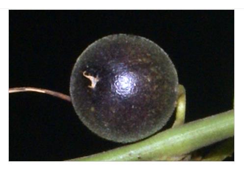 Passiflora Auriculata - Maracujá negro doce, black sweet granadilla - Imagem 7