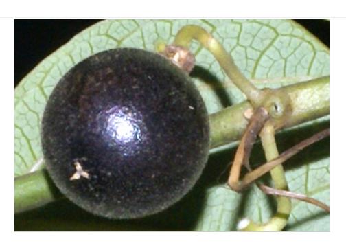 Passiflora Auriculata - Maracujá negro doce, black sweet granadilla - Imagem 8