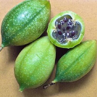 PASSIFLORA BRYONIOIDES - Maracujá Bryonioides, Flor da Paixão Bryonioides, Trepadeira Maracujá