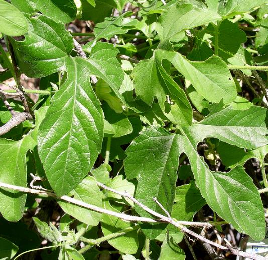 PASSIFLORA BRYONIOIDES - Maracujá Bryonioides, Flor da Paixão Bryonioides, Trepadeira Maracujá - Imagem 2