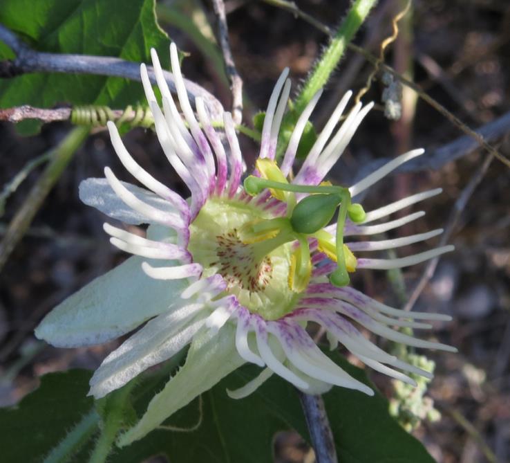 PASSIFLORA BRYONIOIDES - Maracujá Bryonioides, Flor da Paixão Bryonioides, Trepadeira Maracujá - Imagem 3