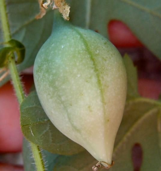 PASSIFLORA BRYONIOIDES - Maracujá Bryonioides, Flor da Paixão Bryonioides, Trepadeira Maracujá - Imagem 4