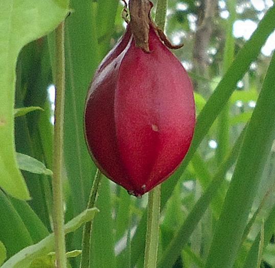 Passiflora Capsularis - Vanilla cream passionflower, maracujá baunilha, maraculá vermelho, maracujá