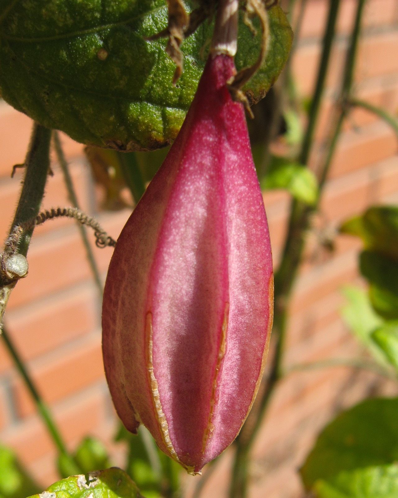 Passiflora Capsularis - Vanilla cream passionflower, maracujá baunilha, maraculá vermelho, maracujá - Imagem 2