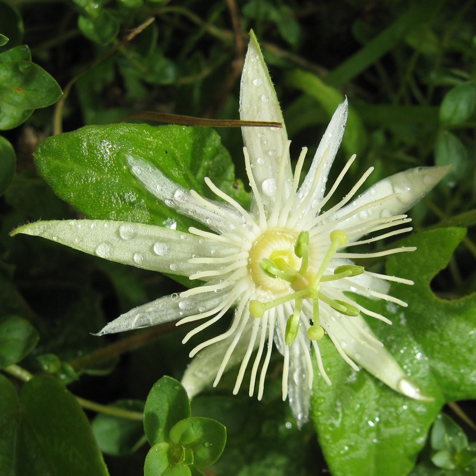 Passiflora Capsularis - Vanilla cream passionflower, maracujá baunilha, maraculá vermelho, maracujá - Imagem 3