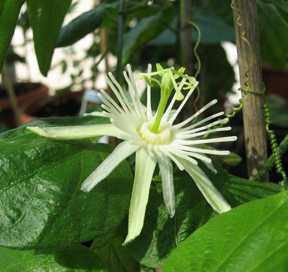 Passiflora Capsularis - Vanilla cream passionflower, maracujá baunilha, maraculá vermelho, maracujá - Imagem 4