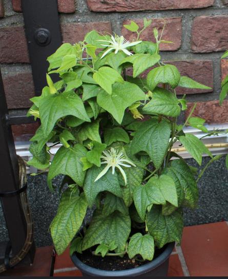 Passiflora Capsularis - Vanilla cream passionflower, maracujá baunilha, maraculá vermelho, maracujá - Imagem 5