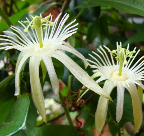 Passiflora Capsularis - Vanilla cream passionflower, maracujá baunilha, maraculá vermelho, maracujá - Imagem 7