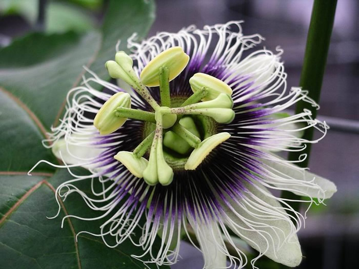 Passiflora edulis f. Flavicarpa - Maracujá caramelo, maracujá gigante doce, maracujá doce, maracujá lilikoi - Imagem 2