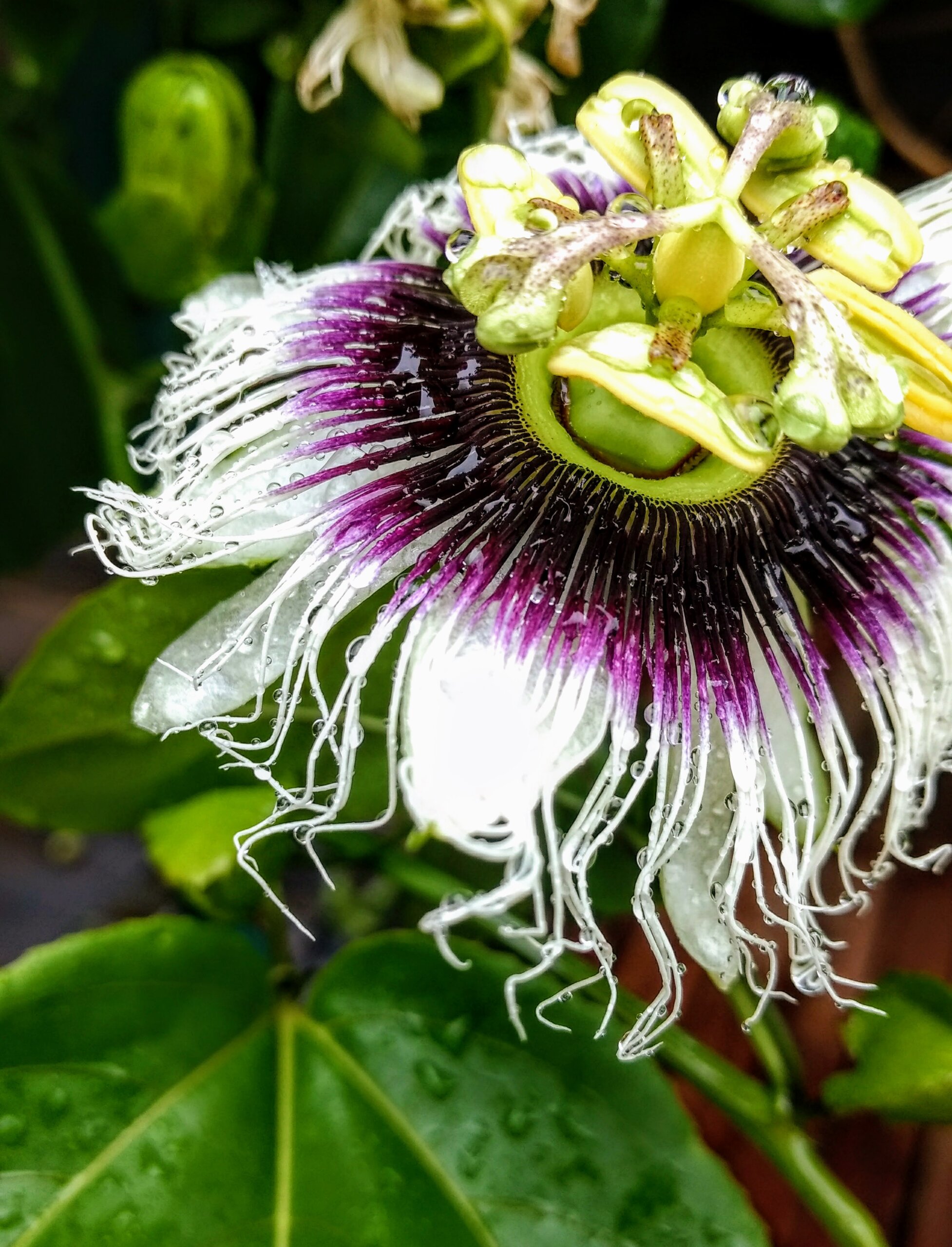 Passiflora edulis f. Flavicarpa - Maracujá caramelo, maracujá gigante doce, maracujá doce, maracujá lilikoi - Imagem 3