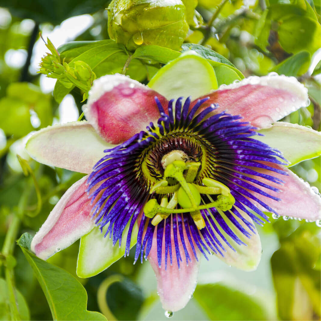 Passiflora edulis f. Flavicarpa - Maracujá caramelo, maracujá gigante doce, maracujá doce, maracujá lilikoi - Imagem 4