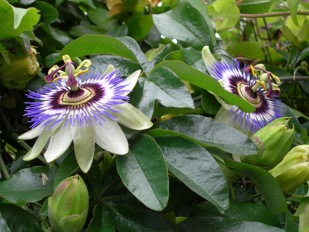 Passiflora edulis f. Flavicarpa - Maracujá caramelo, maracujá gigante doce, maracujá doce, maracujá lilikoi - Imagem 5