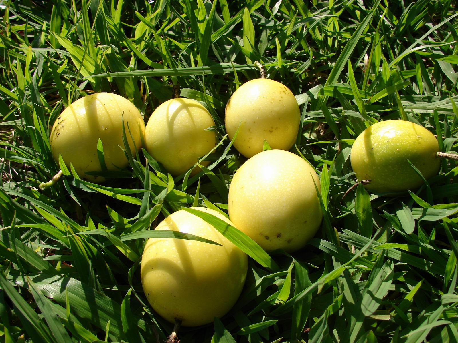 Passiflora edulis f. Flavicarpa - Maracujá caramelo, maracujá gigante doce, maracujá doce, maracujá lilikoi - Imagem 6