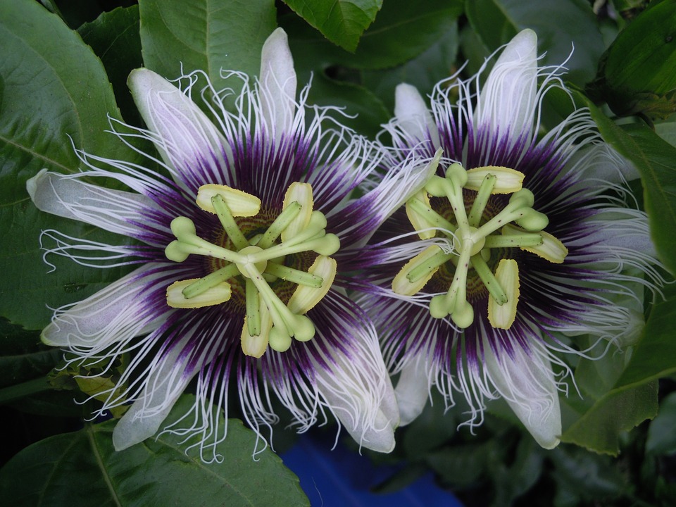 Passiflora edulis f. Flavicarpa - Maracujá caramelo, maracujá gigante doce, maracujá doce, maracujá lilikoi - Imagem 8