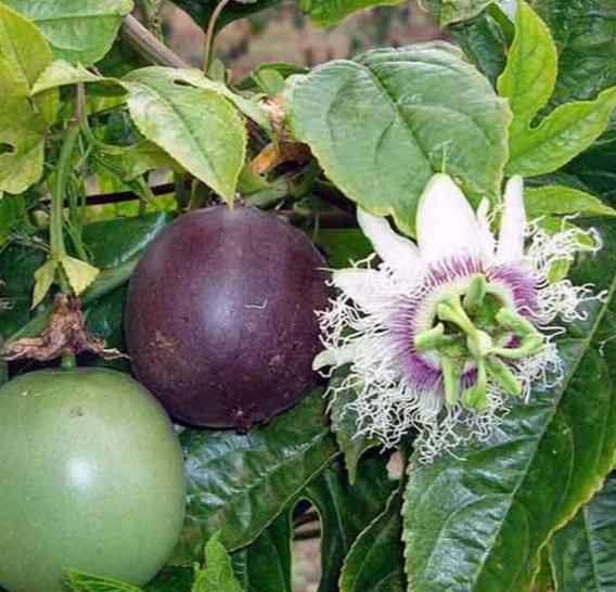 Passiflora edulis f. Flavicarpa - Maracujá caramelo, maracujá gigante doce, maracujá doce, maracujá lilikoi
