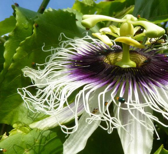Passiflora edulis f. Flavicarpa - Maracujá caramelo, maracujá gigante doce, maracujá doce, maracujá lilikoi - Imagem 11