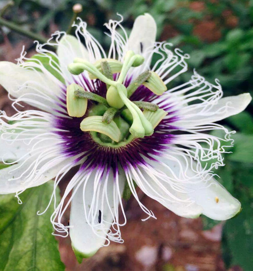 Passiflora edulis f. Flavicarpa - Maracujá caramelo, maracujá gigante doce, maracujá doce, maracujá lilikoi - Imagem 12