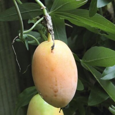 Passiflora Incarnata - Maracujá Incarnata, Videira de Damasco, Vinha de Damasco