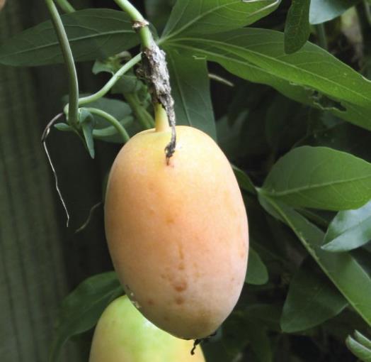 Passiflora Incarnata - Maracujá Incarnata, Videira de Damasco, Vinha de Damasco