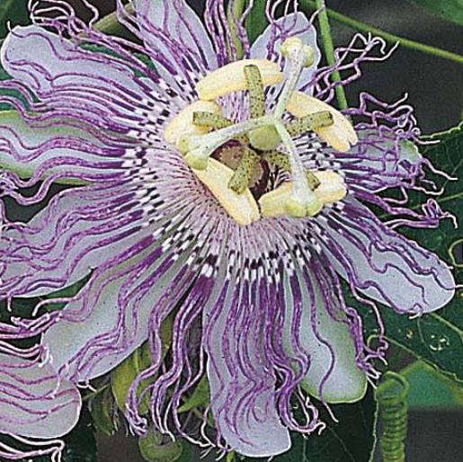 Passiflora Incarnata - Maracujá Incarnata, Videira de Damasco, Vinha de Damasco - Imagem 2