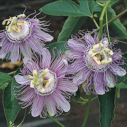Passiflora Incarnata - Maracujá Incarnata, Videira de Damasco, Vinha de Damasco - Imagem 3