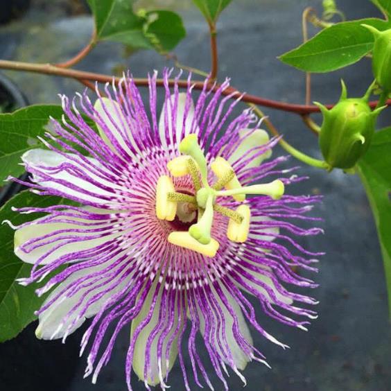 Passiflora Incarnata - Maracujá Incarnata, Videira de Damasco, Vinha de Damasco - Imagem 4
