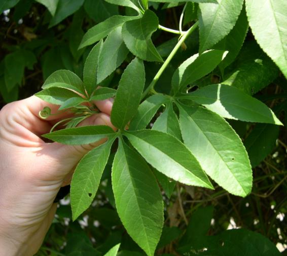 Passiflora Incarnata - Maracujá Incarnata, Videira de Damasco, Vinha de Damasco - Imagem 6