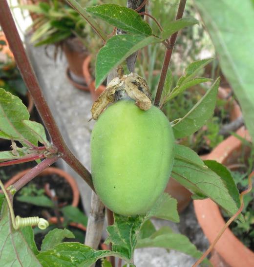 Passiflora Incarnata - Maracujá Incarnata, Videira de Damasco, Vinha de Damasco - Imagem 9