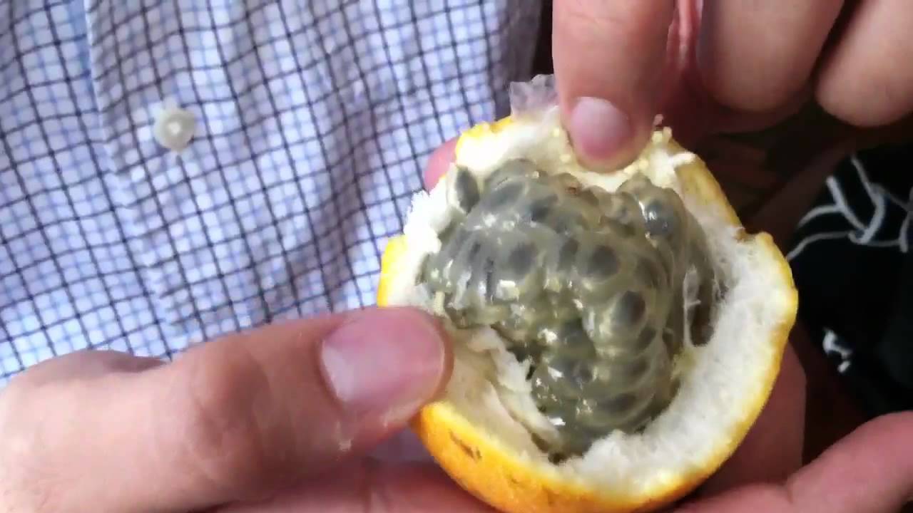Passiflora ligularis - Maracujá Doce - Imagem 2