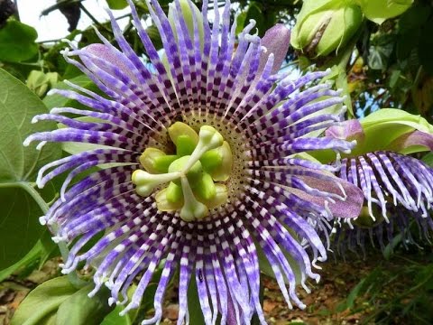 Passiflora ligularis - Maracujá Doce - Imagem 3
