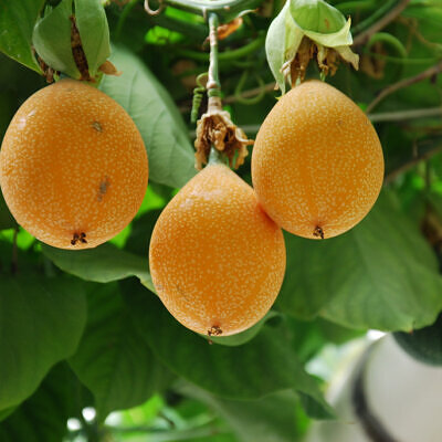 Passiflora ligularis - Maracujá Doce