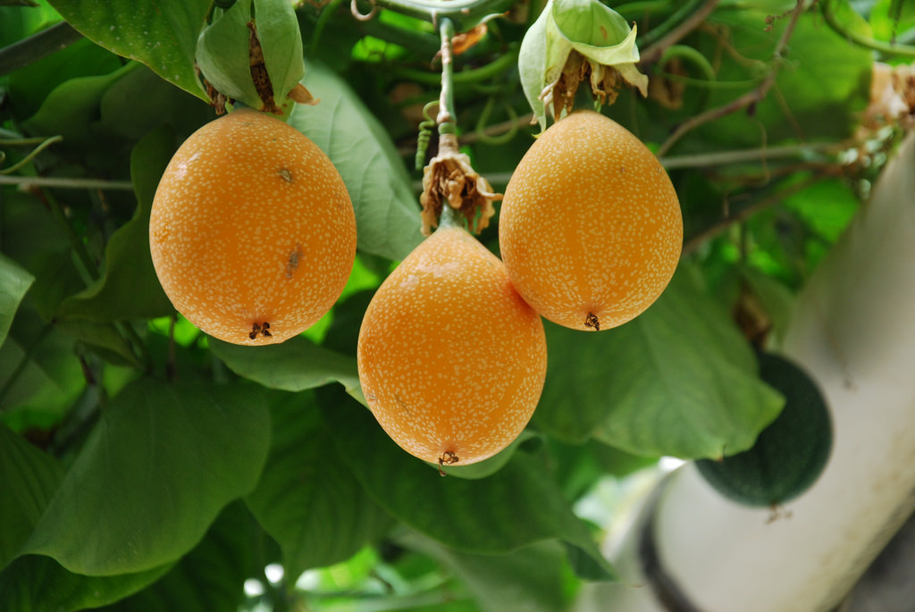 Passiflora ligularis - Maracujá Doce