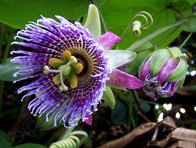 Passiflora ligularis - Maracujá Doce - Imagem 5