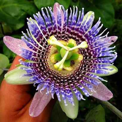 Passiflora ligularis - Maracujá Doce - Imagem 6