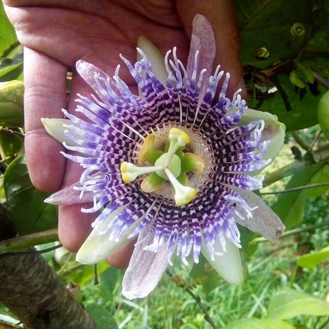 Passiflora ligularis - Maracujá Doce - Imagem 7