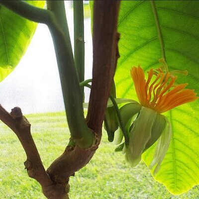 Passiflora macrophylla - Maracujá de árvore, Árvore flor da Paixão, Granadila Del Monte
