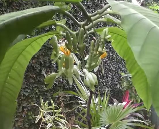 Passiflora macrophylla - Maracujá de árvore, Árvore flor da Paixão, Granadila Del Monte - Imagem 2