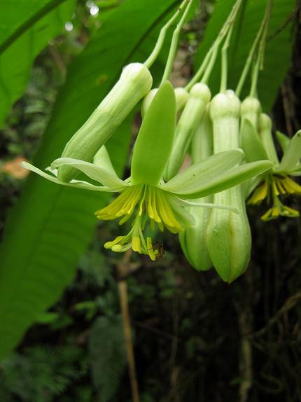 Passiflora macrophylla - Maracujá de árvore, Árvore flor da Paixão, Granadila Del Monte - Imagem 7