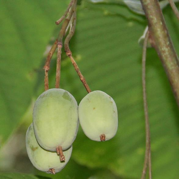 Passiflora macrophylla - Maracujá de árvore, Árvore flor da Paixão, Granadila Del Monte - Imagem 8