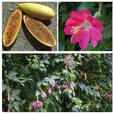 Passiflora mollissima (Passiflora tarminiana) - Maracujá Banana